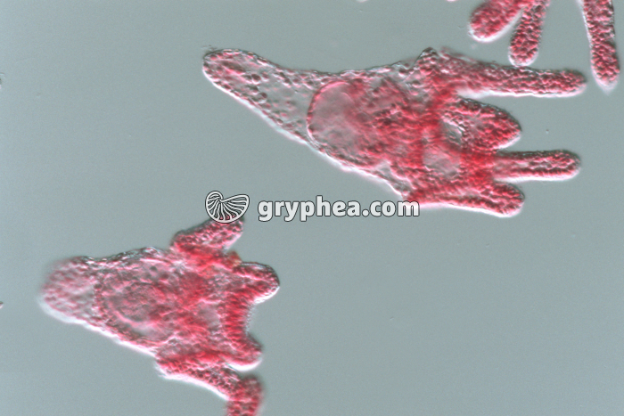 Oursin - Embryon stade Larve pluteus x160 - gryphea.com